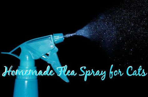 Homemade Flea Spray for Cats - Fluffy Kitty Homemade Flea Killer, Flea Prevention For Cats, Natural Flea Killer, Flea Spray For House, Homemade Flea Spray, Essential Oils For Fleas, Flea Spray For Cats, Home Remedies For Fleas, Cats Fluffy