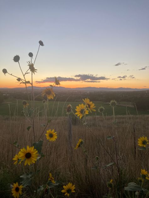 Finley Aesthetic, Hometown Aesthetic, Sunflower Field, Sunset Aesthetic, Sunflower Fields, 2025 Vision, Book Lovers, Sunflower, Vision Board