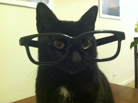 My cat is trying to look smart!!! Animals Aesthetic, Cat With Glasses, Meme Cat, Cats Pictures, Cat Glasses, Silly Cats Pictures, Profile Pics, Silly Cats, All About Cats