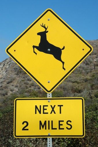 Do Road Hazard Signs Like "Deer Crossing" and "Falling Rocks" Actually Prevent Accidents? Hand Lettering Diy, Deer Crossing, Hazard Sign, Media Makeup, Crossing Sign, Wedding Signs Diy, Photoshop Projects, Diy Wood Signs, Traffic Signs