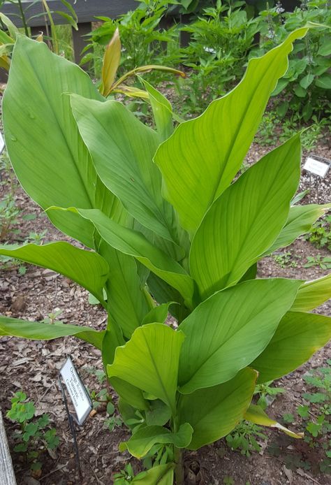 Plants Medicinal, Apartment Herb Gardens, Turmeric Plant, Ayurvedic Plants, Teacher Cartoon, Turmeric Curcumin, Fern Plant, Ayurvedic Herbs, Survival Life