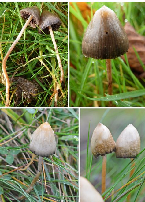 Growing Psylocibin Mushrooms, Dangerous Mushrooms, Psylocibin Mushroom, Magic Mushroom Recipe, Psychoactive Plants, Edible Wild Mushrooms, Mushroom Guide, Psilocybin Mushrooms, Growing Mushrooms At Home