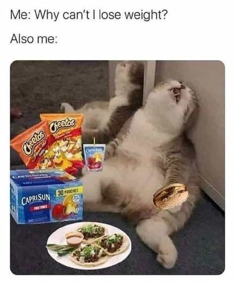 Sometimes we just need a day, or two, or 5 months because we are a hott mess and just need "me time" #lol #funnymemes #relatable #relatablememes Cat Care Tips, Funny Tattoos, Morning Humor, Cat Care, Funny Tweets, Me Time, Funny Cute, Cat Memes, Really Funny