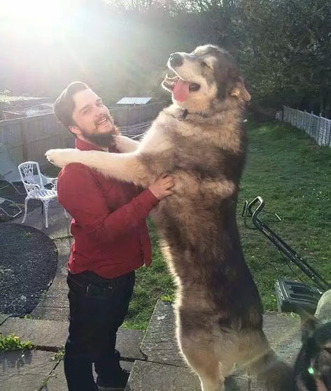 These are the biggest dogs in the world - Imgur Dog Hugging Human, Tallest Dog, Giant Animals, Big Dog Breeds, Huge Dogs, Giant Dogs, Funny Animal Photos, Big Dogs, Pitbull