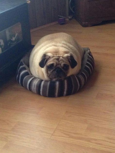 "Diet?! What, you don't fill up your bed? It fits!" Train Your Dog, Pug Dog, Pug, Diet, Train, Pet, Bed, Dogs