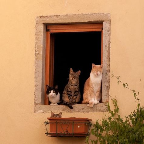 Foto Scale, Söt Katt, Three Cats, Cat Aesthetic, Pisco, Pretty Cats, Crazy Cat Lady, 귀여운 동물, The Window