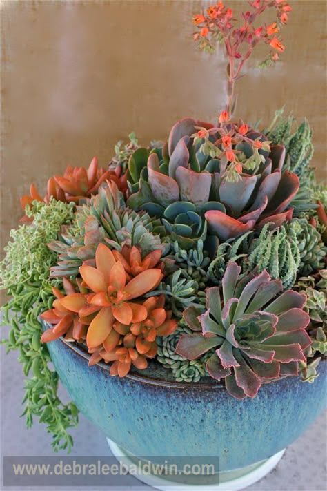 If I can find one arrangement like that one day it will definitely have to become a part of my life. So beautiful! Succulent Garden Design, Dish Garden, Growing Succulents, Succulent Gardening, Succulents In Containers, Garden Containers, Succulent Terrarium, Succulent Arrangements, Cactus Y Suculentas