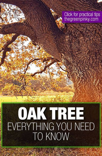 Own an oak tree? Learn everything you need to know about them including how to care for an oak tree and different types of oak trees on The Green Pinky. We have proven tricks for oak tree care and tips for oak tree garden ideas. If you are planting an oak tree or have an oak tree in your landscape, you won't want to miss this. #TheGreenPinky #OakTrees #OakTreeCare Oak Tree Garden, Tree Garden Ideas, Types Of Oak Trees, Oak Trees Landscaping, Shade Landscaping, White Oak Tree, Tree Garden, Live Oak Trees, Dream Yard