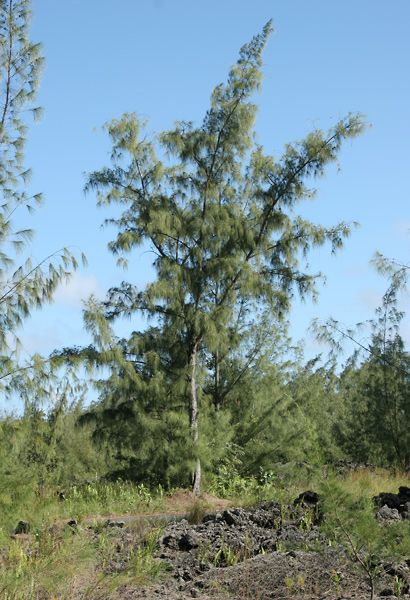 Casuarina equisetifolia - Common Ironwood, Beach Sheoak, Horsetail Casuarina, Australian Pine, Australian Beefwood Casuarina Tree, Japanese Stewartia Trees, Cinchona Tree, Philippine Native Trees, Sassafras Tree, Hawaiian Plants, Vascular Plant, Tree Species, Tree Landscape