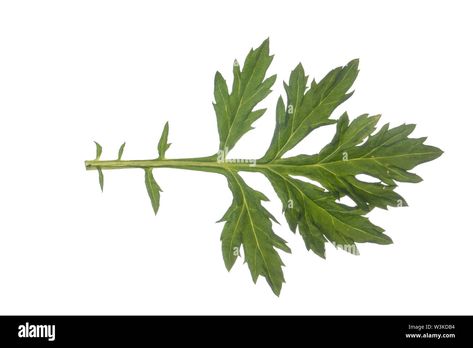 Download this stock image: Beifuß, Gewöhnlicher Beifuß, Beifuss, Artemisia vulgaris, Mugwort, common wormwood, wild wormwood, wormwood. L’Armoise commune, L’Armoise citronnelle - W3KDB4 from Alamy's library of millions of high resolution stock photos, illustrations and vectors. Mugwort Illustration, Artemisia Vulgaris, Kitchen Magic, High Resolution, Stock Images, Resolution, Stock Photos, Illustrations, Flowers