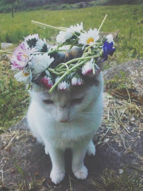 Soft Grunge, The Grass, Crazy Cat Lady, 귀여운 동물, Cuteness Overload, White Cat, Animals Friends, Crazy Cats, Grunge Outfits