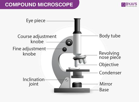 Compound Microscope Microscope Drawing Easy, Microscope Drawing, Compound Microscope, Optical Microscope, Microscope Parts, Body Tube, Blood Test Results, Concave Mirrors, Valentines Wallpaper Iphone