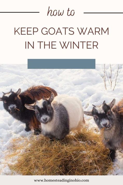 How to keep goats warm in winter. Can goats live outside in the winter? Learn how to make a goat shelter for winter and what to feed goats in winter. Lean how to keep goats warm without electricity and how to keep goats warm in freezing weather. Do goats need heat in the winter? Learn about keeping goats in the winter. Winter Backyard, Backyard Goats, Nigerian Goats, Keeping Goats, Goat Shed, Goat Shelter, Goat House, Raising Farm Animals, Goat Barn