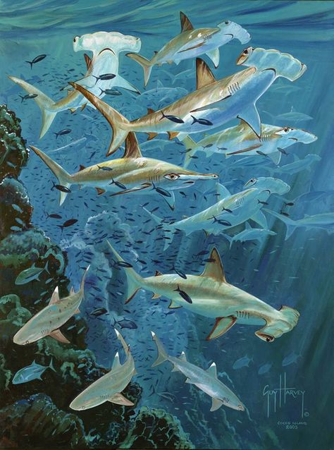 THE HAMMERHEAD by GUY HARVEY ARTIST Guy Harvey Art, Cool Sea Creatures, Sea Life Art, Work Pictures, Art Fish, Guy Harvey, Marine Conservation, Wildlife Artists, Shark Week