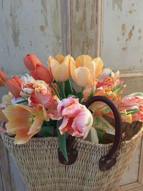 delicious tulips (can't get enough of them) Tulips In Basket, Tulip Fever, Orange Tulips, Zone 5, Topiaries, Clay Soil, Beautiful Life, Flower Making, Hedges