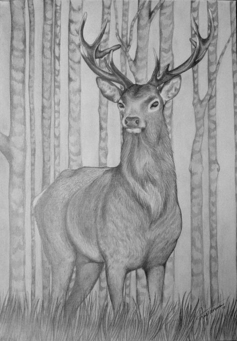 pencil drawn stag Stag Drawing, Elk Drawing, Stag Animal, Row Of Trees, Deer Sketch, Bald Eagle Art, Artist Reference, Deer Artwork, Landscape Pencil Drawings