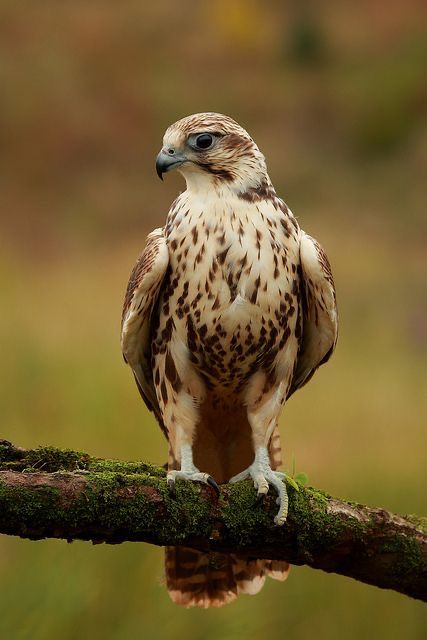 Saker Falcon, Raptor Bird Of Prey, Wind Dancer, Raptors Bird, All Birds, Big Bird, Exotic Birds, Colorful Birds, Birds Of Prey