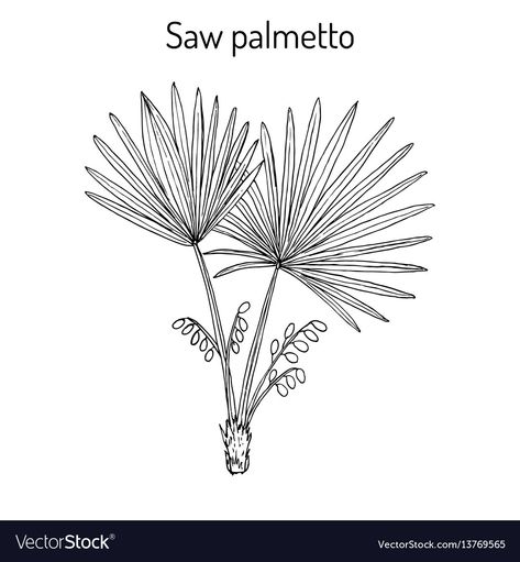 Palmetto Tattoo, Palmetto Tree Tattoo, Writing Formats, Palmetto Leaf, Hawaii Tattoo, Botanical Vector, Hawaii Tattoos, Leaves Sketch, Palmetto Tree