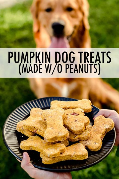 Simple homemade pumpkin dog treats made with pumpkin puree, whole wheat flour, and bacon. These treats are also made without peanut butter, so they're great for homes with a peanut allergy! via @frshaprilflours Pumpkin Dog Treats Without Peanut Butter, Dog Treats Homemade Pumpkin, Bacon Dog Treats, Dog Treats Homemade Easy, Peanut Butter Dog Treats, Pumpkin Dog Treats, Peanut Butter Pumpkin, Diy Dog Treats, Dog Treats Homemade Recipes