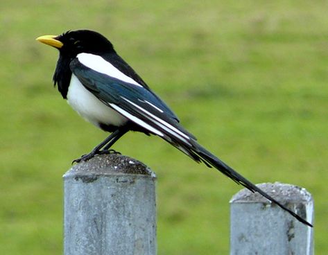 Magpie Symbolism, Magpie Meaning, Magpie Totem, Magpie Dream Spirit Animal Totem, Animal Spirit Guide, Animal Guides, Animal Totems, All Birds, Spiritual Path, Magpie, Gods And Goddesses, Birdy