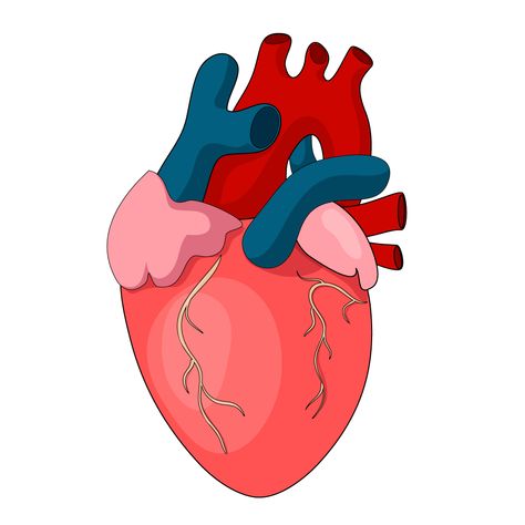 How to Draw A Human Heart Step by Step Draw Heart Human, Human Heart Illustration, Heart Cartoon Drawing, How To Draw A Heart Organ Step By Step, How To Draw A Human Heart Easy, Heart Animation, Simple Human Heart Drawing, Easy Heart Diagram, Lungs Drawing