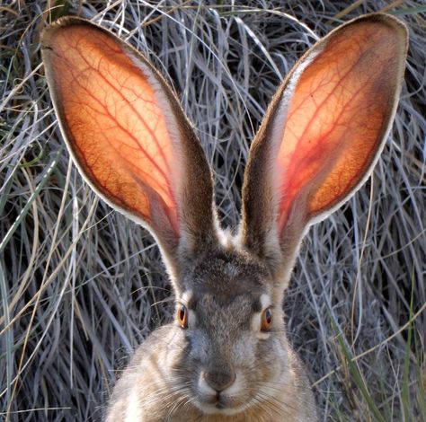 Black-tailed Jackrabbit (Lepus californicus) © Greg Shchepanik Fact Of The Day, Nevada Usa, Rabbit Lover, Jack Rabbit, Wild Dogs, Animal Companions, All About Cats, Animals Friends, Bunny Rabbit