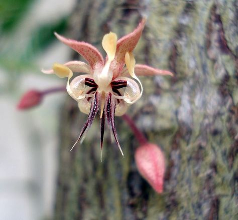 Cacao Flower, Cacao Art, Cocoa Flower, Chocolate Photos, Chocolate World, Chocolate Packaging, Flower Pictures, Inspirational Tattoos, Bing Images