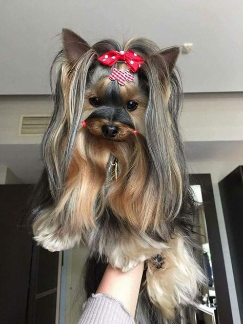 Yorkie Long Hair, Yorkshire Terrier Grooming, Yorkie Puppies For Adoption, Yorkie Hairstyles, Yorkie Haircuts, Yorkshire Terrier Haircut, Morkie Puppies, Creative Grooming, Teacup Yorkie Puppy