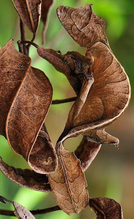 Leaf-tailed Gecko Satanic Leaf Tailed Gecko, Cute Reptiles, Unusual Animals, Rare Animals, Airbrush Art, Reptiles And Amphibians, Amazing Animals, Weird Animals, Nature Animals