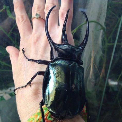 Beetle Aesthetic, Atlas Beetle, Cool Bugs, Bug Art, Stag Beetle, Beetle Bug, Beautiful Bugs, Creepy Crawlies, Arthropods