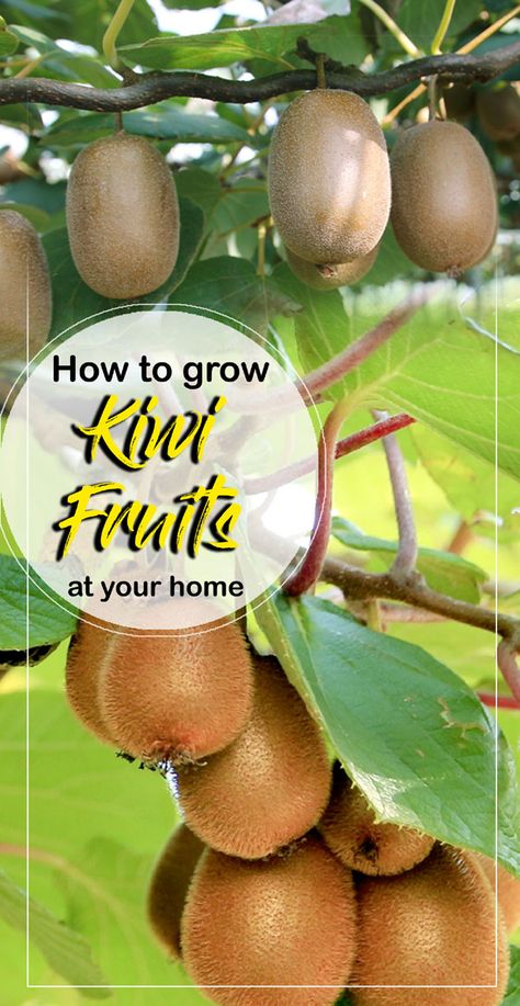 Kiwi Plant How To Grow, Kiwi Succulent, How To Grow Kiwi, Growing Kiwi, Kiwi Plant, Kiwi Growing, Fruit Planting, Kiwi Vine, Fruit Growing