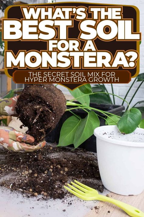 Have you ever considered what exactly is in the soil mix you use for your beloved Monstera plant? Is it truly thriving in that blend of nutrients and texture, or could it benefit from a new environment to stretch its roots and grow even more lushly beneath its green canopy? Explore our informative articles which may offer insights into optimizing your plant's growth. Monstera Plant Soil, Monstera Potting Mix Recipe, Soil For Monstera Plant, Monstera Soil, Monstera Soil Recipe, Monstera Plant Care, Orchid Potting Mix, Plant Monster, Orchid Bark