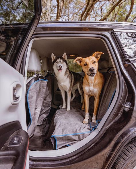 Road Trip With Pets, Roadtrip With Dog, Dog Van Life, Dog Road Trip, Dog In Car, Dog Car Travel, Road Trip With Dog, Zen Vibes, 2024 Manifestation