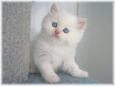 tout blanc Animal Artists, Beautiful Kittens, Persian Kittens, Cat Garden, White Kittens, Red Cat, White Cats, Persian Cat, Cute Cats And Kittens