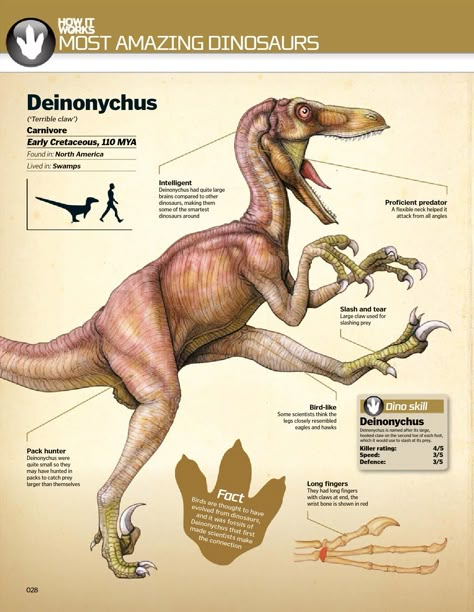 Types Of Dinosaurs, Prehistoric Animals Dinosaurs, Dinosaur Facts, Dinosaur Illustration, Prehistoric World, Jurassic World Dinosaurs, Ancient Animals, Extinct Animals, Dinosaur Fossils