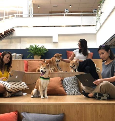 Dog Friendly Office, Pet Cafe Interior, Pet Friendly Cafe, Pet Friendly Hotel, Coworking Space Design, Pet Cafe, Cafe Japan, Dog Spaces, Office Dog