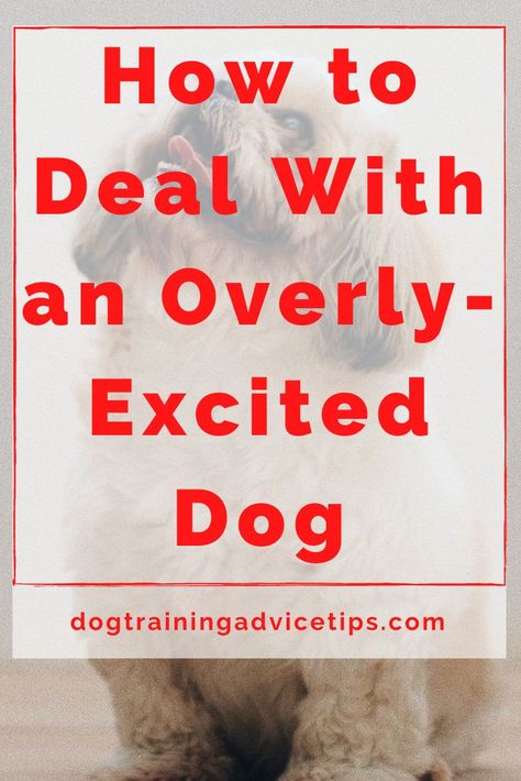 Excited Dog, Dog Commands, Dog Behavior Training, Dog Remedies, Dog Leash Training, Dog Behavior Problems, Dog Area, Dog Training Advice, Dog Training Techniques