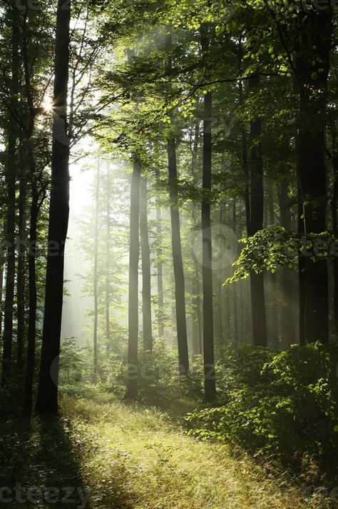 Misty Jungle, Sketchbook Reference, Misty Woods, Branches Of Trees, 숲 사진, Deciduous Forest, Morning Sunlight, Light Blue Aesthetic, Magic Forest