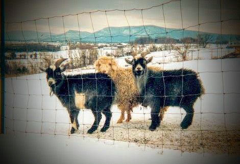 Rescue Pets, Three Stooges, Angora Goats, Medium Art, Animal Rescue, Goats, Cinnamon, Animals, Art