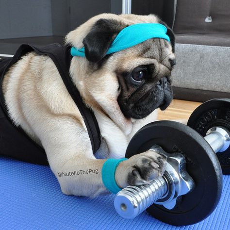 The gym is my bitch 😎 #nutellothepug #workout Psy Chihuahua, Cute Pug Puppies, Pugs And Kisses, Baby Pugs, Bulldog Francese, A Pug, Pug Puppies, The Pug, Pugs Funny