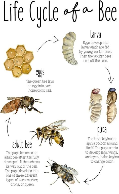 JIUFOTK Life Cycle Of A Bee Metal Tin Sign Bee Knowledge Poster Home Decor Guide Plaque Club Farm Room Wall Decoration 8x12 Inches Life Cycle Of Honey Bee, Bee Diy Craft, Bees Facts, Bee Education, Bee Diagram, Types Of Honey Bees, Life Cycle Of A Bee, Different Types Of Bees, Honey Bee Life Cycle