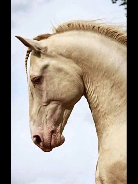 Horse Anatomy, Andalusian Horse, Most Beautiful Horses, Horse Portrait, Majestic Horse, Horse Drawings, Clydesdale, Horse Sculpture, White Horses