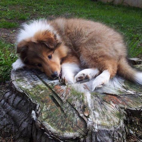 Rough Collies, Shetland Sheepdog Puppies, Sheltie Dogs, Rough Collie, Herding Dogs, Pretty Animals, Collie Dog, Shetland Sheepdog, Silly Animals