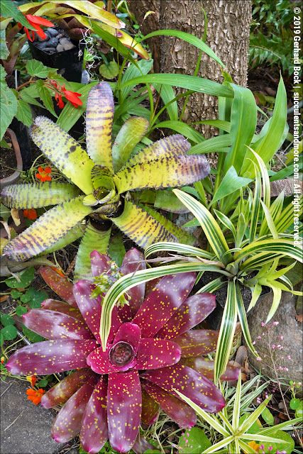 Neoregelia Bromeliads, Bromeliad Garden, Bromeliads Garden, Bromeliads Landscaping, Succulent Garden Landscape, Florida Garden, Small Yard Landscaping, Florida Plants, Tropical Garden Design