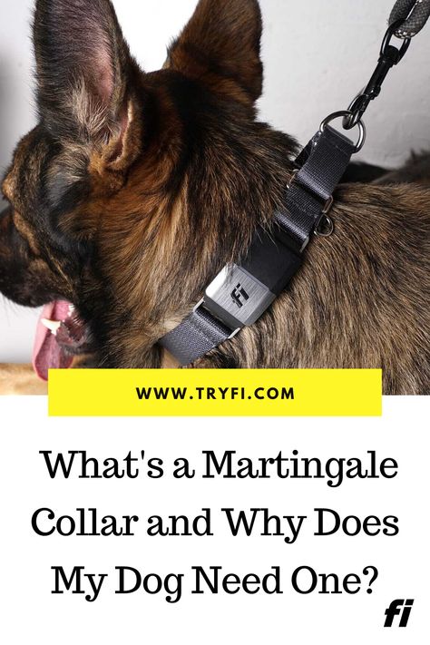 Turns out, you and your dog may need this collar more than you even realize! The Martingale collar is great for big pullers or dogs with smaller heads, as it tightens without choking to prevent pulling or backing out of the collar. Read more about why you need a martingale collar here! Pets Stuff, Dog Tricks, Martingale Dog Collar, Dog Hacks, Martingale Collar, Dog Tips, Dog Ideas, Shepherd Dogs, Gps Tracking