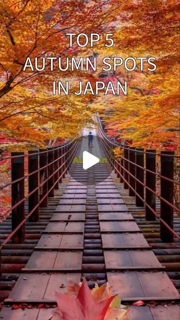 Edo Japan Travel on Instagram: "Top 5 autumn spots in Japan 🇯🇵   Discover the breathtaking beauty of Japan in autumn with our countdown of the Best Autumn Spots in Japan! In this video, we’ll take you through the top 5 must-visit locations that showcase stunning fall foliage and vibrant seasonal colors. From the iconic landscapes of Kyoto to the serene parks of Tokyo, each spot offers a unique experience that celebrates the charm of autumn. Join us as we explore picturesque temples, tranquil gardens, and breathtaking mountain vistas that will leave you in awe. Whether you’re a seasoned traveler or planning your first trip to Japan, these autumn destinations are sure to inspire your wanderlust. Don’t forget to like, share, and subscribe for more travel tips and guides! #Japan #Autumn #Tra Kyoto Japan Instagram, Fall In Japan, Edo Japan, Beauty Of Japan, Japan Autumn, Trip To Japan, Life Rules, Breathtaking Beauty, Kyoto Japan