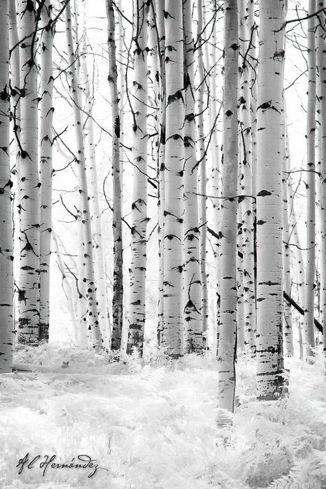 Birch Trees In Winter, Paintings Of White Birch Trees, Birch Forest Art, Aspen Trees Tattoo, 자작나무 그림, Birch Tree Forest Painting, Tree Doodle, Birch Tree Painting, Aspen Wood