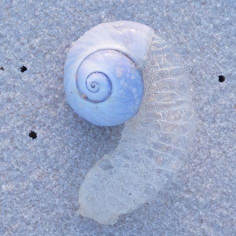 Moon Snail _1 | Robert Minkler | Flickr Moon Snail, Sea Snail, Beautiful Bugs, Ocean Creatures, Ocean Life, Marine Life, Amazing Nature, Funny Animals, Celestial Bodies