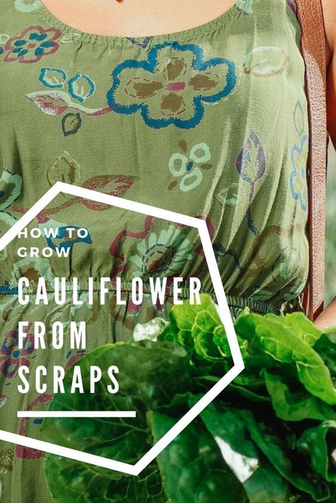 How To Grow Cauliflower, Grow Cauliflower, Growing Cauliflower, Growing Cabbage, Regrow Vegetables, Gardening Hacks, Garden Mini, Mini Farm, Be Productive