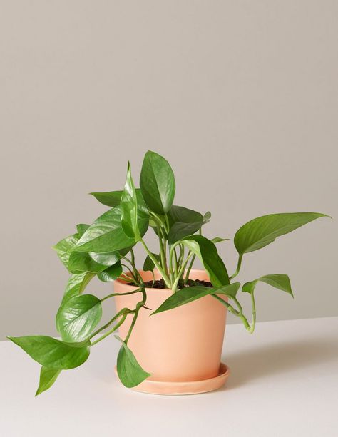 Pothos Plant | Low Light Trailing Plants & Houseplants for Delivery – The Sill Drawing Props, Plants Pothos, Marble Queen Pothos, Props Design, Plant Corner, Growing Vines, Asparagus Fern, Pothos Plant, Best Indoor Plants